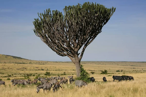 Cebra Pastizales África Parque Nacional Kenia —  Fotos de Stock