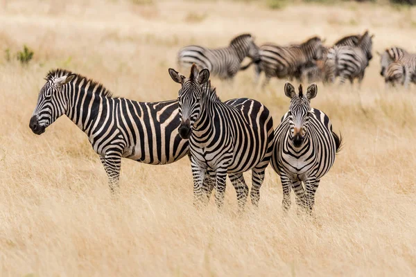 Zebra Nationalpark — Stockfoto