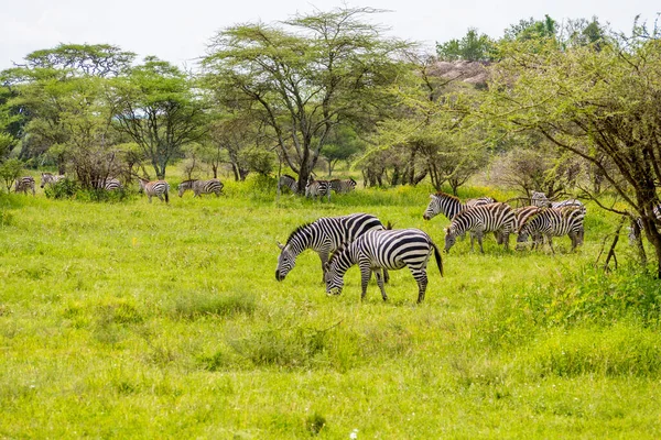 Zebra Auf Grasland Afrika Nationalpark Kenia — Stockfoto