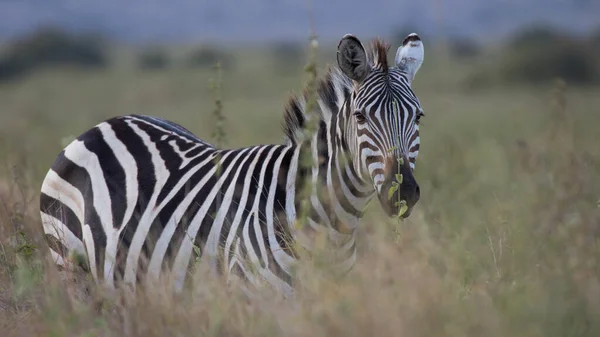 Zebra Pastagens África Parque Nacional Quênia — Fotografia de Stock