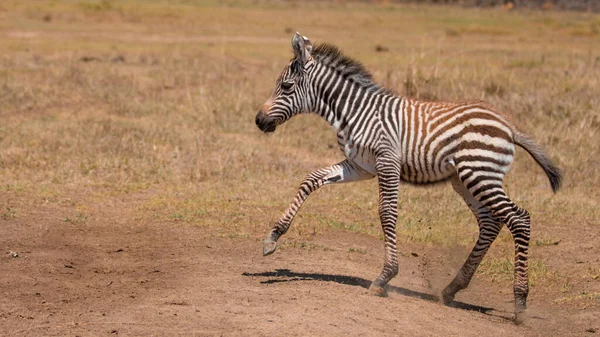 Zebra Łąkach Afryce Park Narodowy Kenii — Zdjęcie stockowe