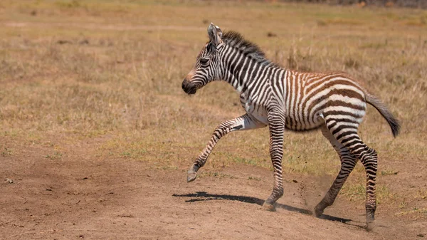 Cebra Pastizales África Parque Nacional Kenia —  Fotos de Stock