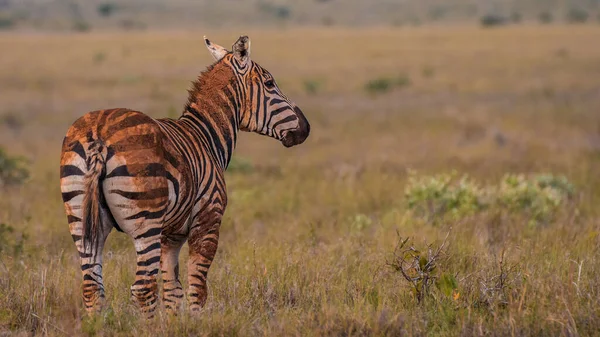 Zebra Pastagens África Parque Nacional Quênia — Fotografia de Stock