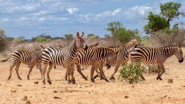 ケニア国立公園アフリカの草原のゼブラ — ストック写真