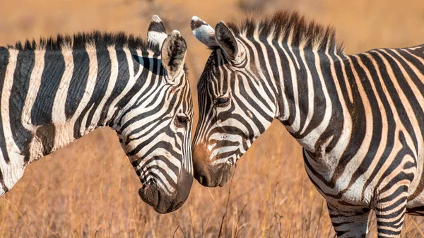 Зебра Лугу Африке Национальный Парк Кении — стоковое фото