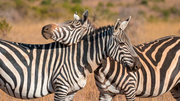 Zebra Grassland Africa National Park Kenya — Stock Photo, Image