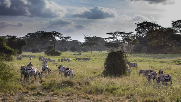 Cebra Pastizales África Parque Nacional Kenia — Foto de Stock
