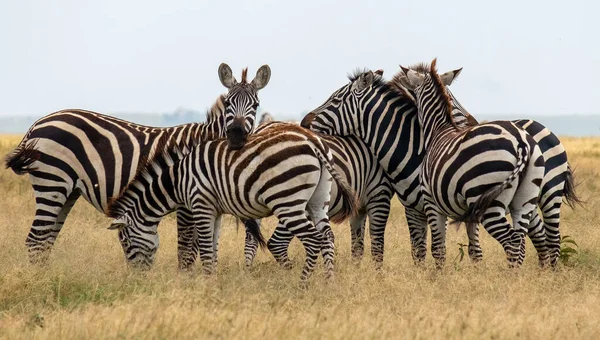Zèbre Dans Les Prairies Afrique Parc National Kenya — Photo