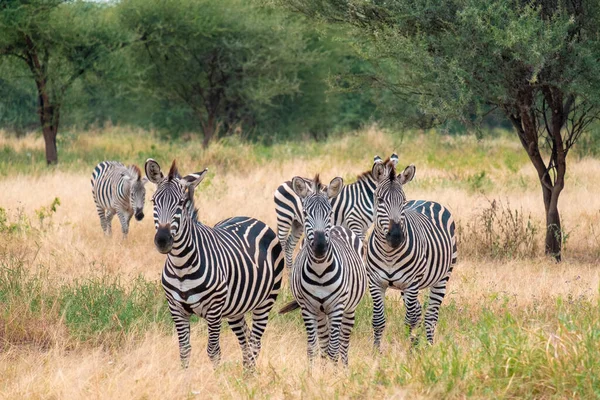 Zebra Grassland Africa National Park Kenya — Stock Photo, Image
