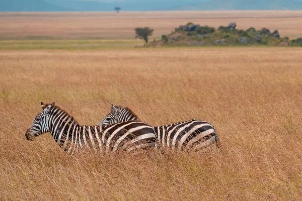 Zebra Łąkach Afryce Park Narodowy Kenii — Zdjęcie stockowe