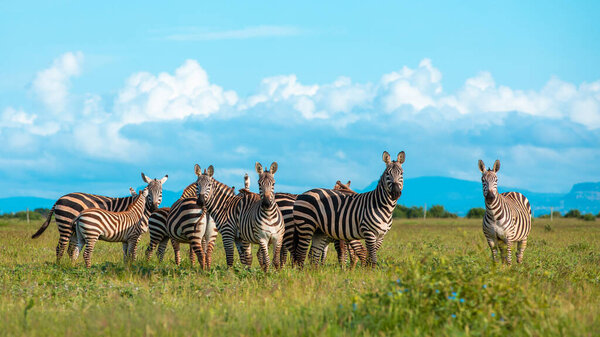 Zebra on grassland in Africa, National park of Kenya