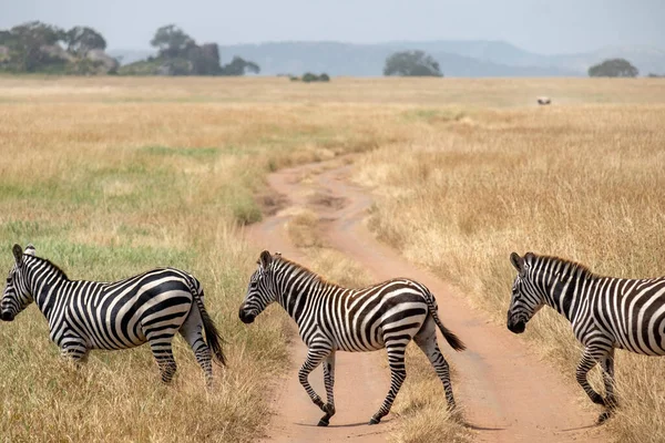 Cebra Pastizales África Parque Nacional Kenia —  Fotos de Stock