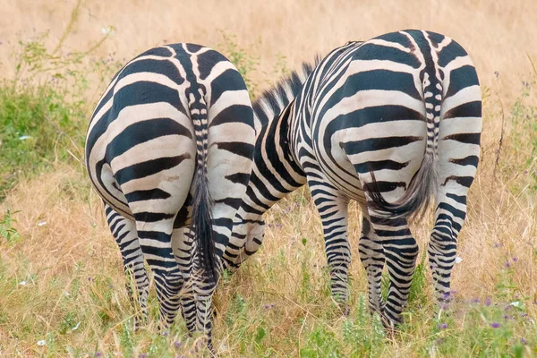 Zebra Grasland Afrika Nationaal Park Van Kenia — Stockfoto