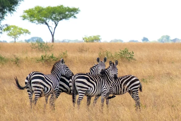 Zebra Łąkach Afryce Park Narodowy Kenii — Zdjęcie stockowe