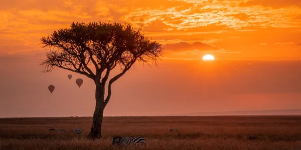 Zebra Afrika 'da çayırlarda, Kenya Ulusal Parkı' nda