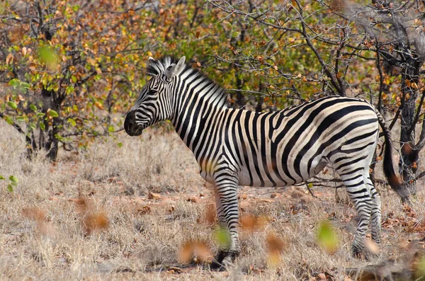 Zebra Afrika Çayırlarda Kenya Ulusal Parkı Nda — Stok fotoğraf