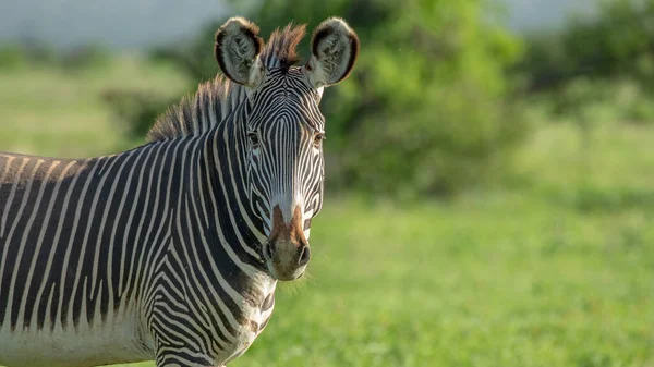 Zebra Pastagens África Parque Nacional Quênia — Fotografia de Stock