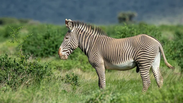 Zebra Pastagens África Parque Nacional Quênia — Fotografia de Stock