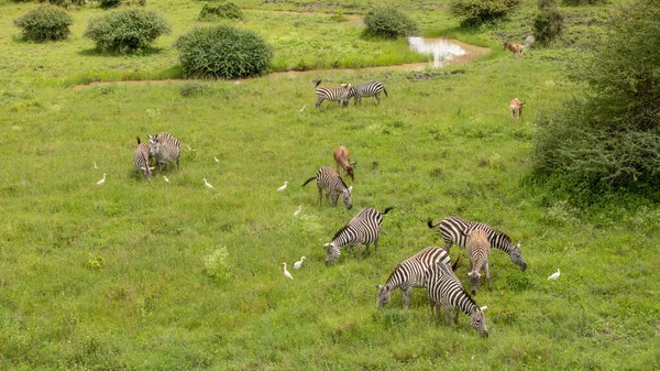 Zebra Pastagens África Parque Nacional Quênia — Fotografia de Stock