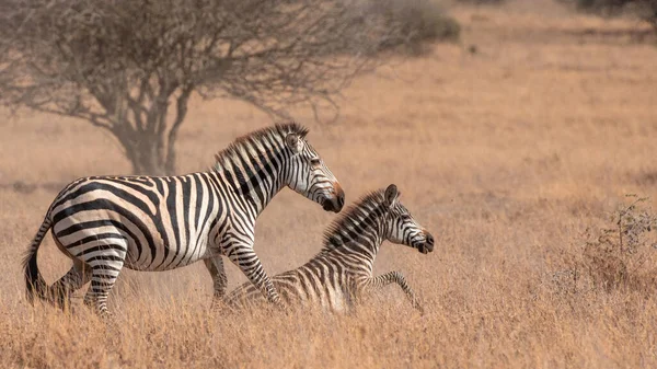 Cebra Pastizales África Parque Nacional Kenia —  Fotos de Stock