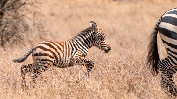 Cebra Pastizales África Parque Nacional Kenia — Foto de Stock