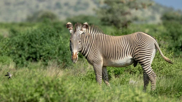 Zebra Afrika Legelőjén Kenya Nemzeti Parkjában — Stock Fotó