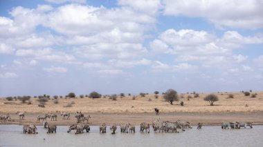 Zebra Afrika 'da çayırlarda, Kenya Ulusal Parkı' nda
