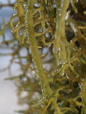 Zanzibar adası, aynı zamanda tarihi kasaba olarak da bilinir.