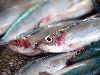 Zanzibar adası, aynı zamanda tarihi kasaba olarak da bilinir.