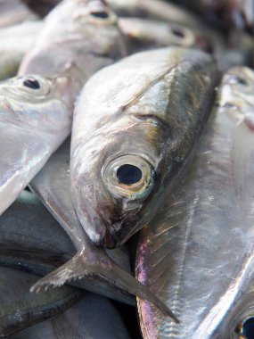 Zanzibar adası, aynı zamanda tarihi kasaba olarak da bilinir.