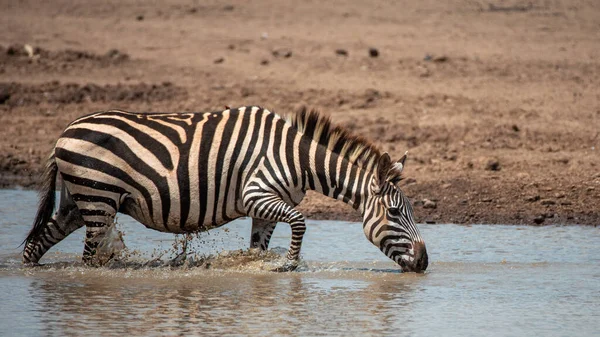 Zebra Pastagens África Parque Nacional Quênia — Fotografia de Stock