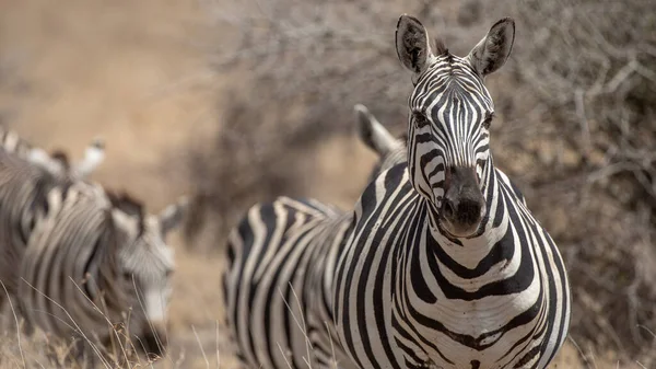 Zèbre Dans Les Prairies Afrique Parc National Kenya — Photo