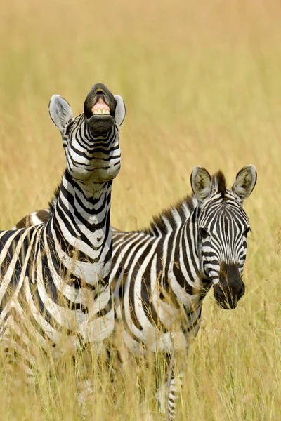 Zebra Pastagens África Parque Nacional Quênia — Fotografia de Stock