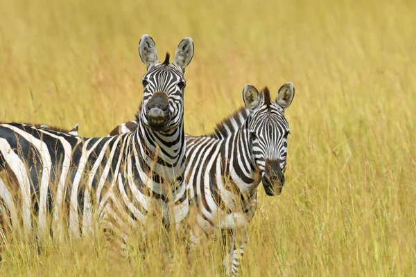 Zèbre Sur Les Prairies Dans Parc National Afrique — Photo