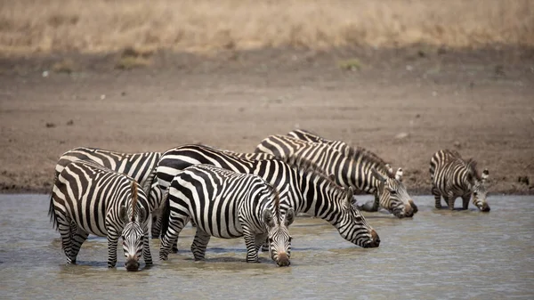 Zebra Afrika Çayırlarda Kenya Ulusal Parkı Nda — Stok fotoğraf