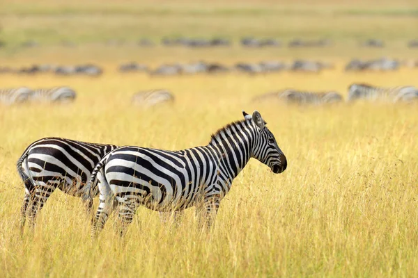 Zebra Grassland Africa National Park Kenya — Stock Photo, Image