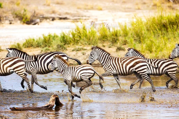 Αφρικανική Ζέβρα Τρέχει Serengeti Τανζανία Αφρική Τρέχουν Μαζί Στο Νερό — Φωτογραφία Αρχείου