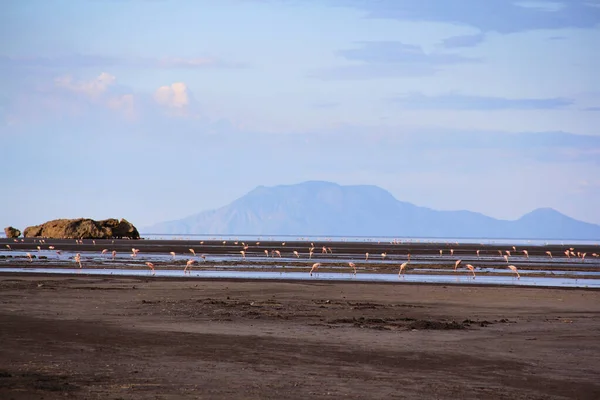 Zanzibar Adası Aynı Zamanda Tarihi Kasaba Olarak Bilinir — Stok fotoğraf