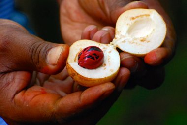 Zanzibar, tarihi bir şehir.
