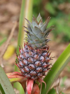 Zanzibar, tarihi bir şehir.