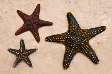 Zanzibar, tarihi bir şehir.