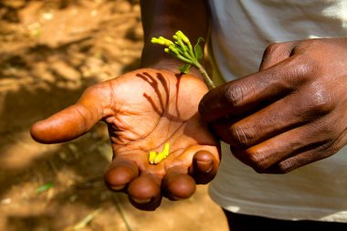 Zanzibar, tarihi bir şehir.