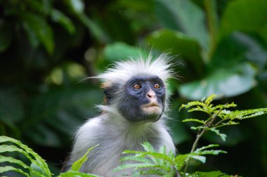 Zanzibar adası, aynı zamanda tarihi kasaba olarak da bilinir.