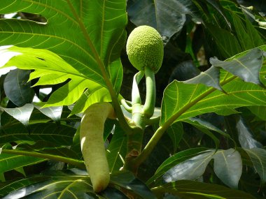 Zanzibar, tarihi bir şehir.