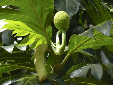 Zanzibar, tarihi bir şehir.