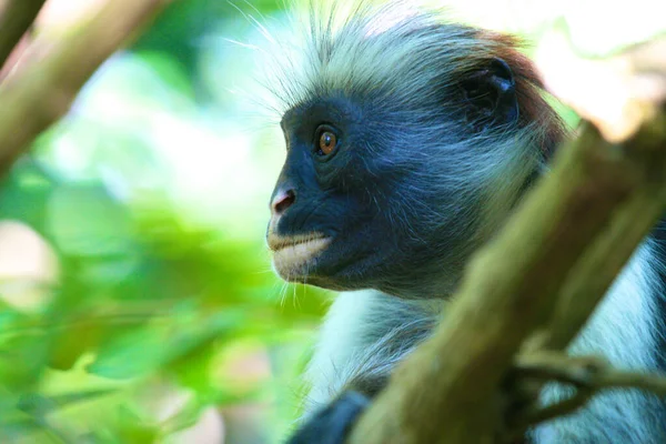 Macaco Vermelho Zanzibar Tanzania Singe Rouge Sur Ile Zanzibar Tanzanie — Fotografia de Stock