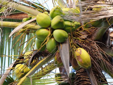 Zanzibar, tarihi bir şehir.