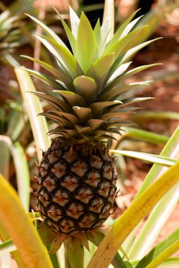 Zanzibar, tarihi bir şehir.