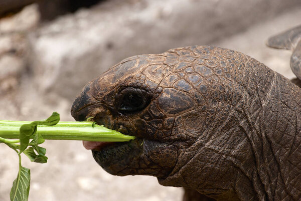 Занзибар, исторический город