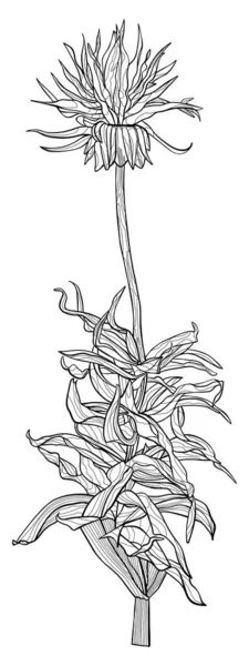 Fleur Crétillaire Impériale Illustration Vectorielle Noir Blanc Dessinée Main — Image vectorielle